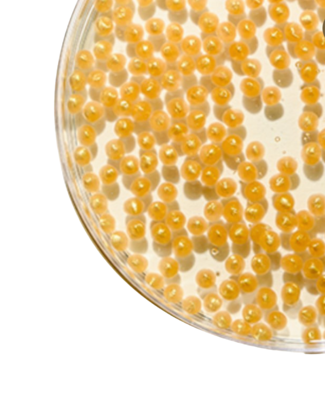 Perk Up P.M. - Step 2b: Retinol